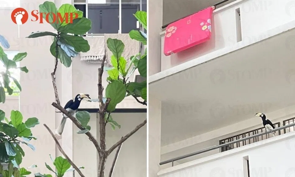 Stomper KM spotted four hornbills in Boon Keng.