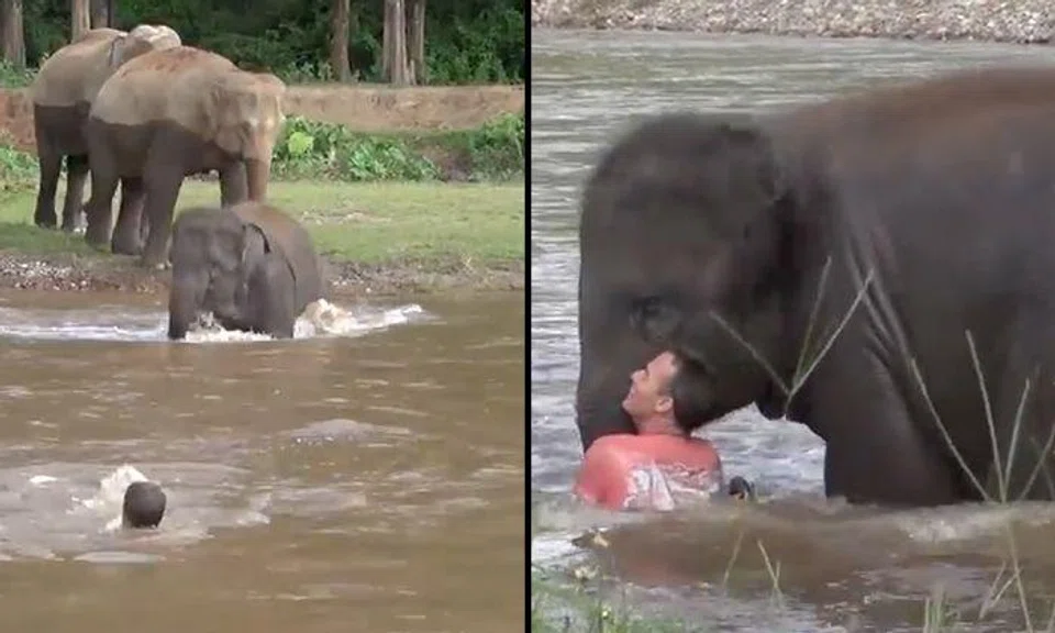 Adorable baby elephant thinks swimming man is drowning and tries to save him