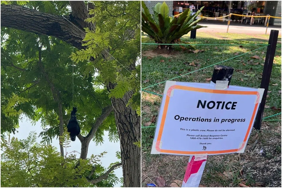 A plastic effigy of a crow strung from a tree to disperse large murders of house crows, as part of an ongoing trial by the NParks.