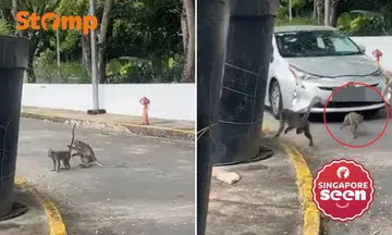 Driver speeds off after allegedly running over monkey in Mandai Crematorium