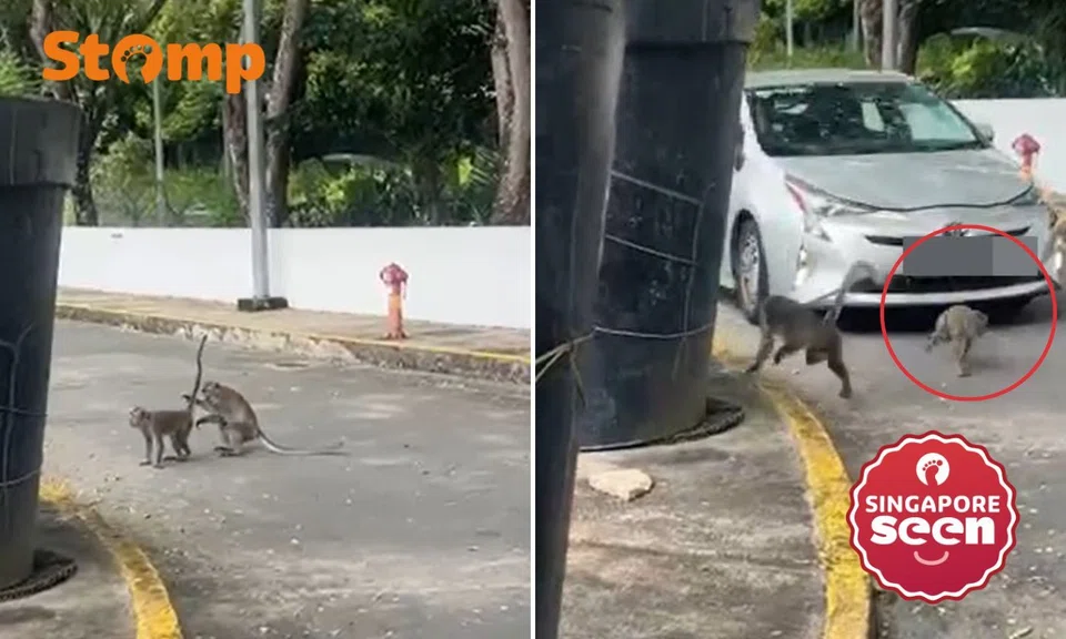 Driver speeds off after allegedly running over monkey in Mandai Crematorium