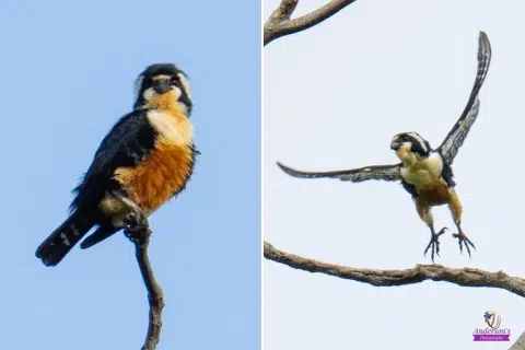 Elusive black-thighed falconet spotted in S'pore again