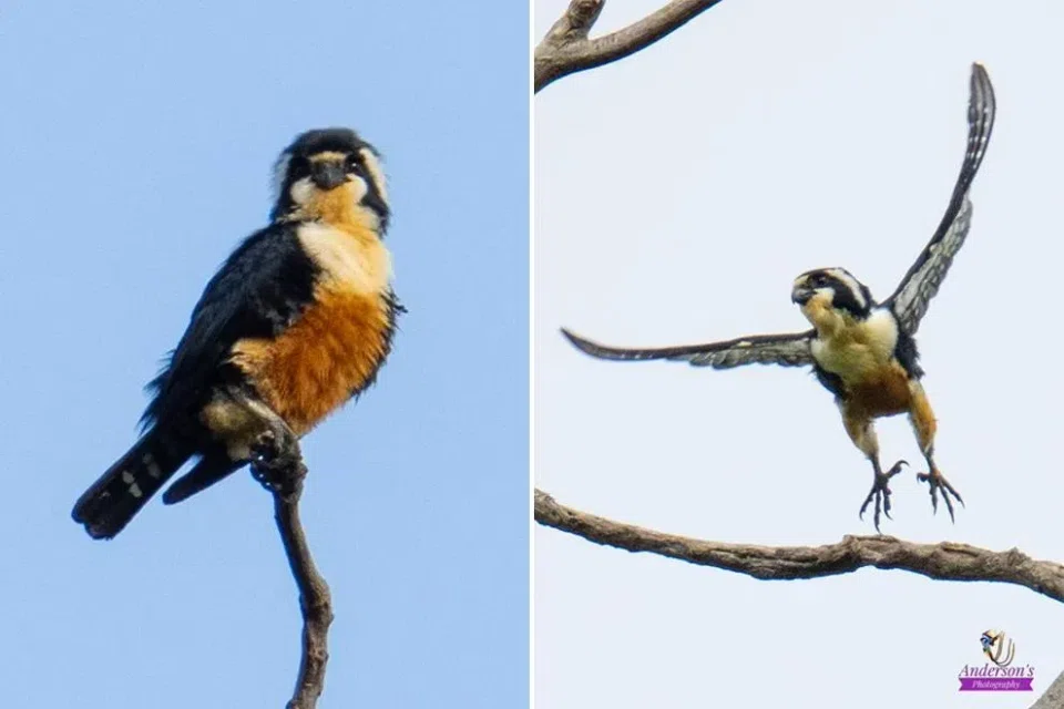 The black-thighed falconet was thought to be locally extinct, until sightings in 2021 surfaced.
