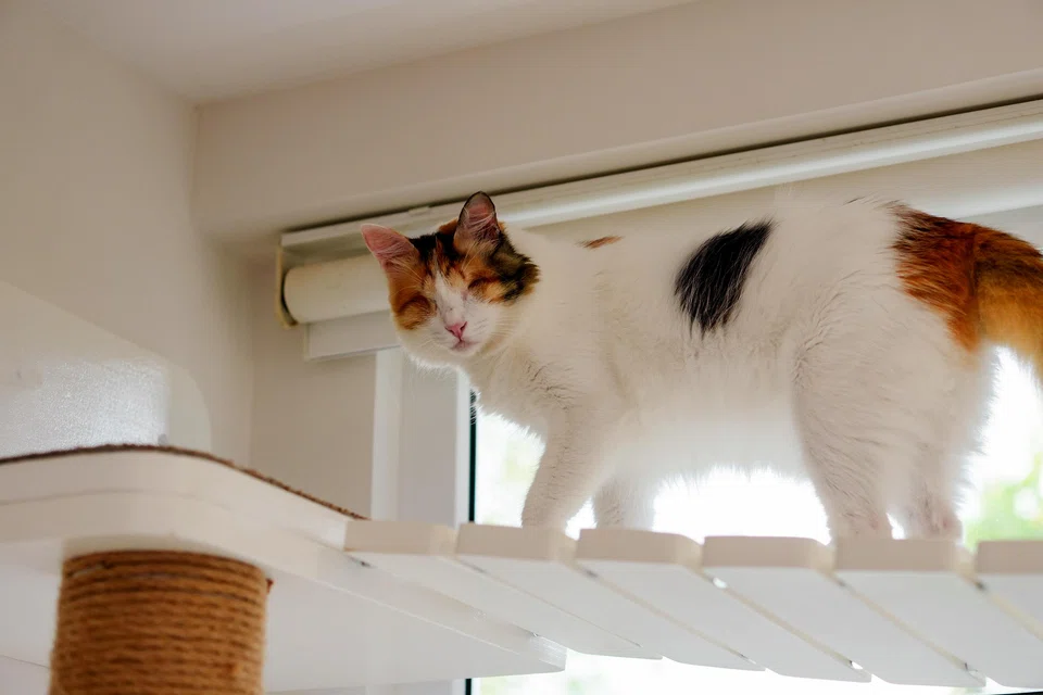 Being blind has not stopped Monkey from climbing all over the house. 