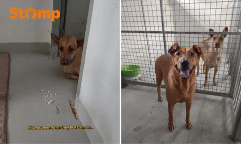 Dogs from Seletar West farm were 'timid and unsure' after controversial trapping incident, says volunteer