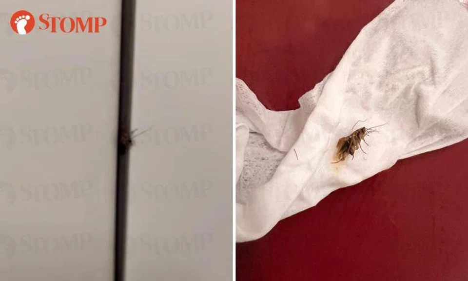 2 MRT commuters ride with cockroaches in separate journeys
