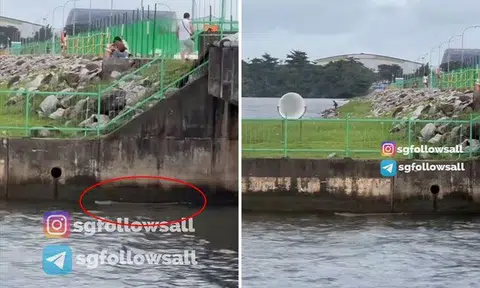A crocodile was spotted swimming along and close to the edge of a canal near Yishun Dam. PHOTOS: SCREENGRAB FROM SGFOLLOWSALL/INSTAGRAM