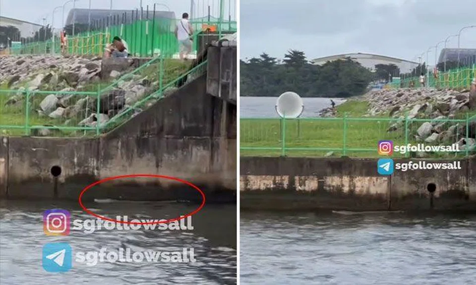 A crocodile was spotted swimming along and close to the edge of a canal near Yishun Dam. PHOTOS: SCREENGRAB FROM SGFOLLOWSALL/INSTAGRAM