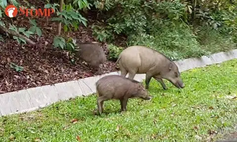 Guy has close encounter with wild boars near MacRitchie Reservoir