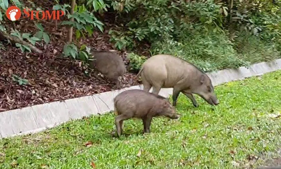 Guy has close encounter with wild boars near MacRitchie Reservoir