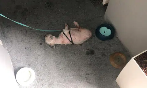 Dog leashed and left outside Holland Village condominium unit, SPCA investigating