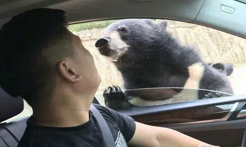 Man attacked by bear in China wildlife park after trying to feed it
