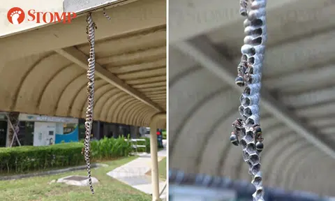 Yikes! Please don't walk into this wasp nest at Upper Changi Road bus stop