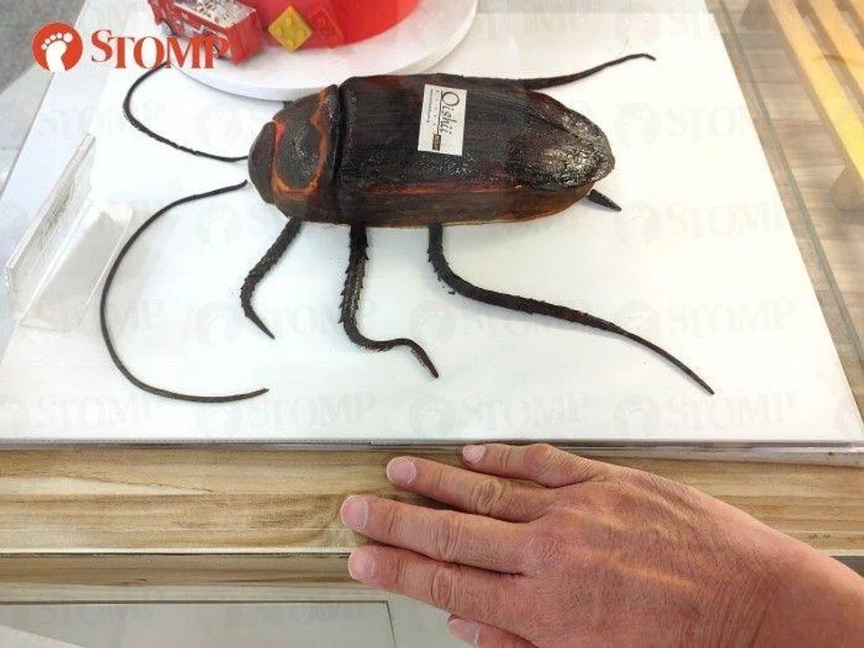 cockroach cake oishii bakery