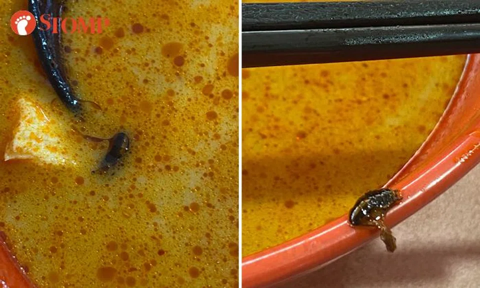 cockroach in curry mee