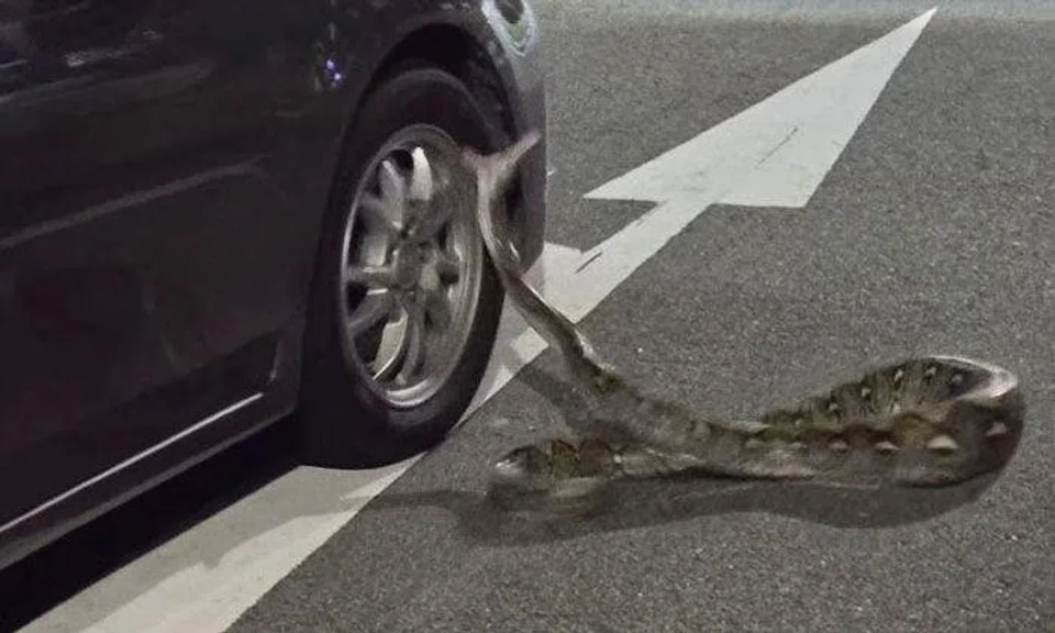There were “loud, popping noises” when the snake struck at the vehicles for over 30 minutes, an eyewitness said. PHOTO: CALVIN YEO