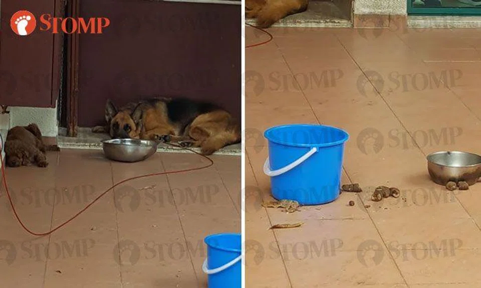 Dogs tied to porch in filthy conditions while owners allegedly go on holiday, AVA investigating