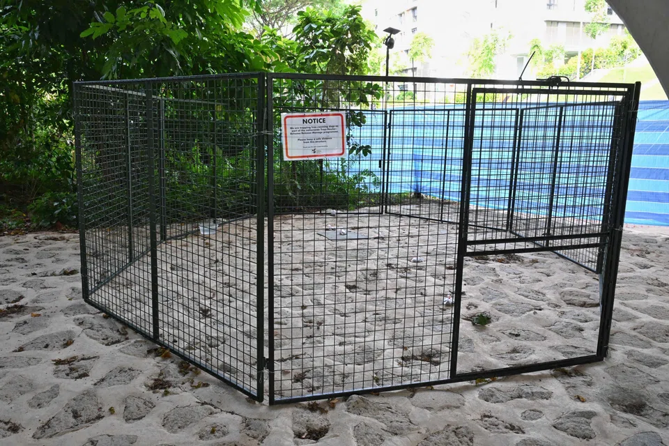 The corral that will be used to trap the mongrels.