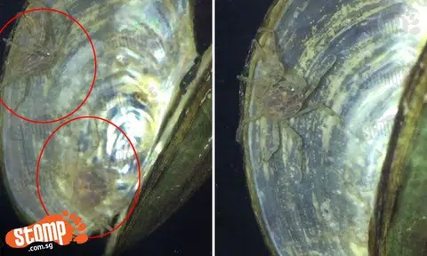 Check out these shy Thai micro crabs that hide inside clam shells