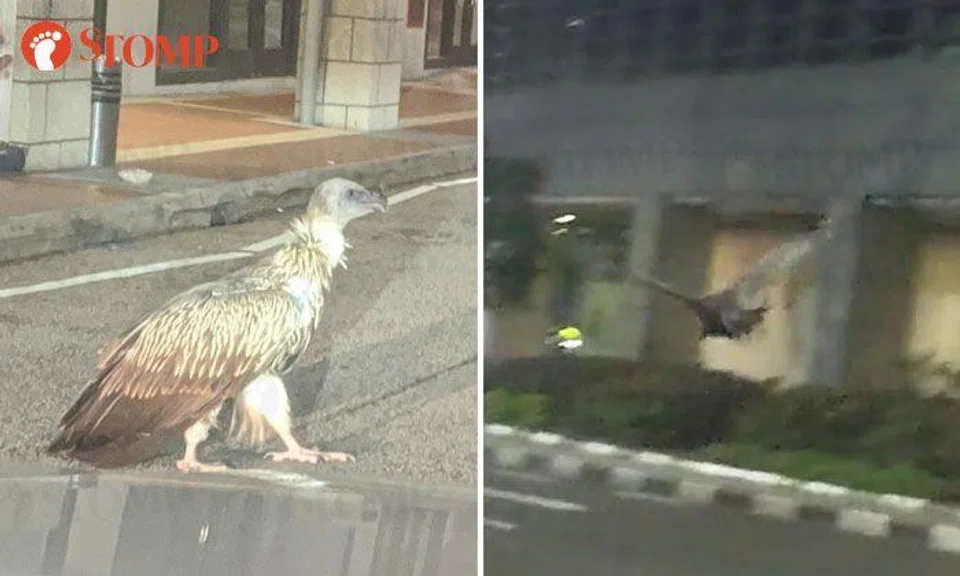 Huge Himalayan griffon vulture spotted at Peck Seah Street in rare sighting