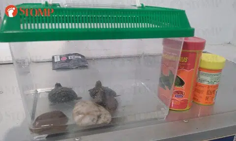 Terrapins abandoned on top of mailboxes in Boon Lay: Stomper warns against impulsive pet purchases