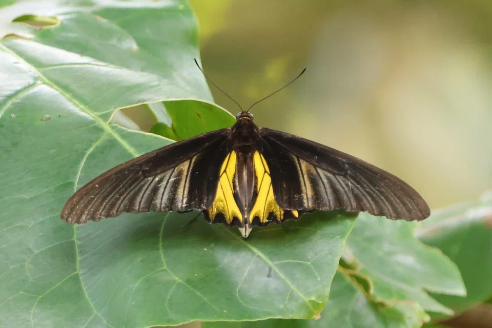 A Golden Birdwing at the Botanic Gardens on April 28.
