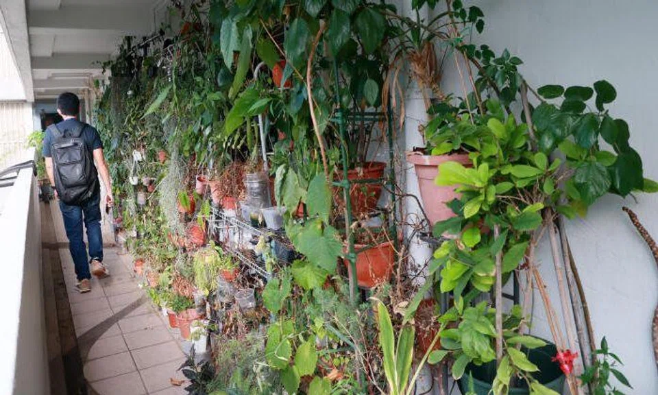 Marine Terrace resident upset over green wall belonging to neighbour who 'does as she pleases'