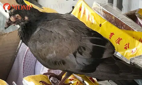 Ominous 'three-eyed' pigeon spotted at Jalan Kukoh resembles creature ripped right out of legend