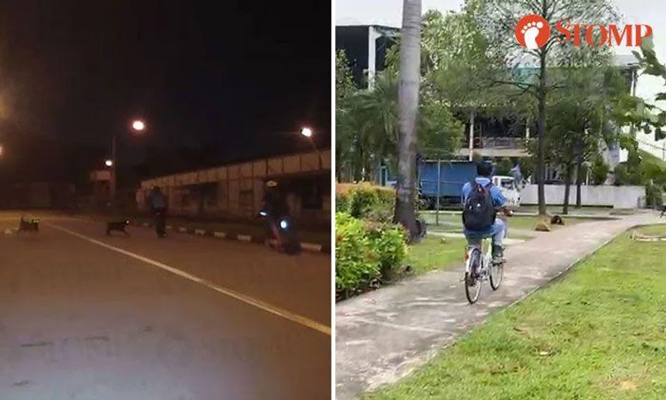 'Errant' cyclists who encountered wild dogs 'brought it upon themselves,' says welfare group founder