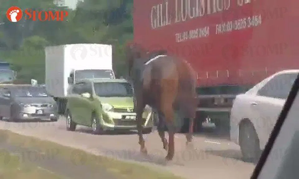Quit horsing around! Horse gallops down Johor Bahru highway