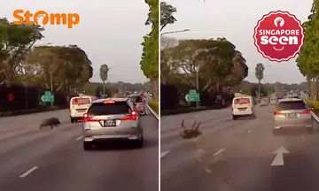 Wild boar hit by car on SLE in shocking video — and survives?