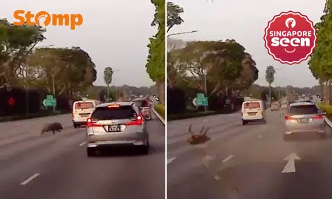 Wild boar hit by car on SLE in shocking video — and survives?