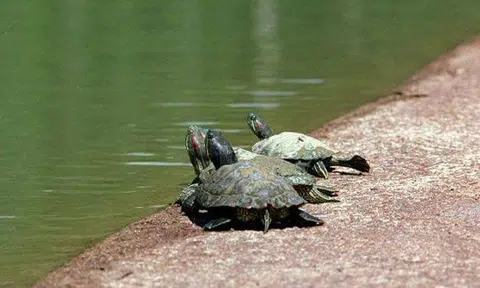 Malaysian woman slips into lake and dies after helping tortoise back into water