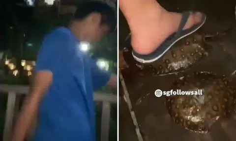 NParks investigating alleged animal cruelty involving boy who stepped on stingrays