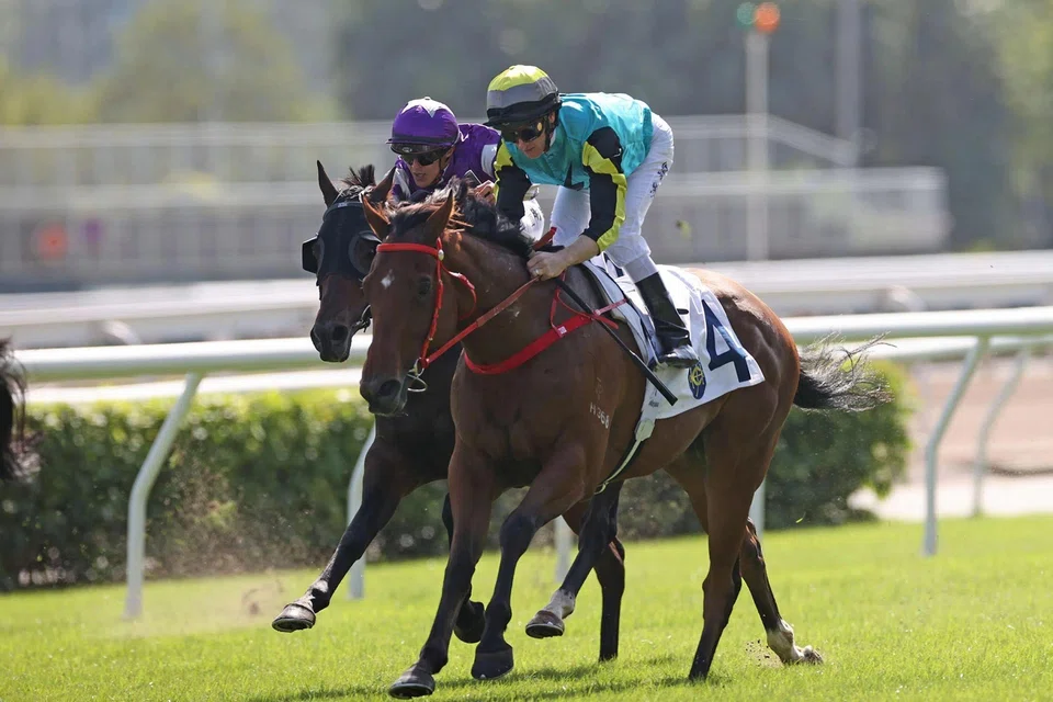 Raging Blizzard (Zac Purton) recording his first win at Sha Tin on Nov 19, 2023. The John Size-trained five-year-old will be partnered by Hugh Bowman in the TVB Cup (1,200m) at Sha Tin on Feb 9. 