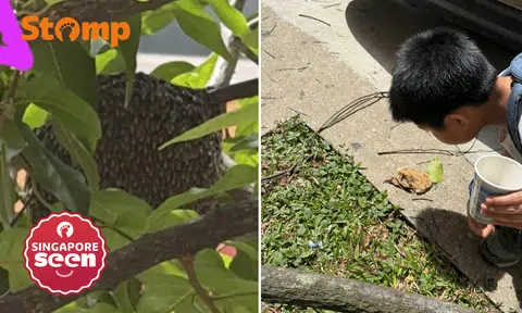 Bishan resident concerned to see bee hive outside her window: 'Not the first or last time'