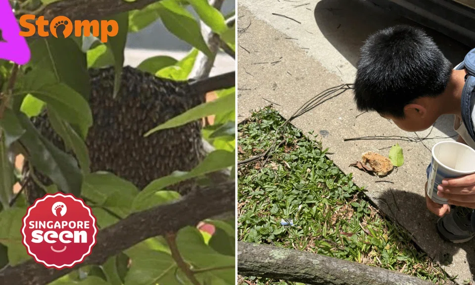 Bishan resident concerned to see bee hive outside her window: 'Not the first or last time'