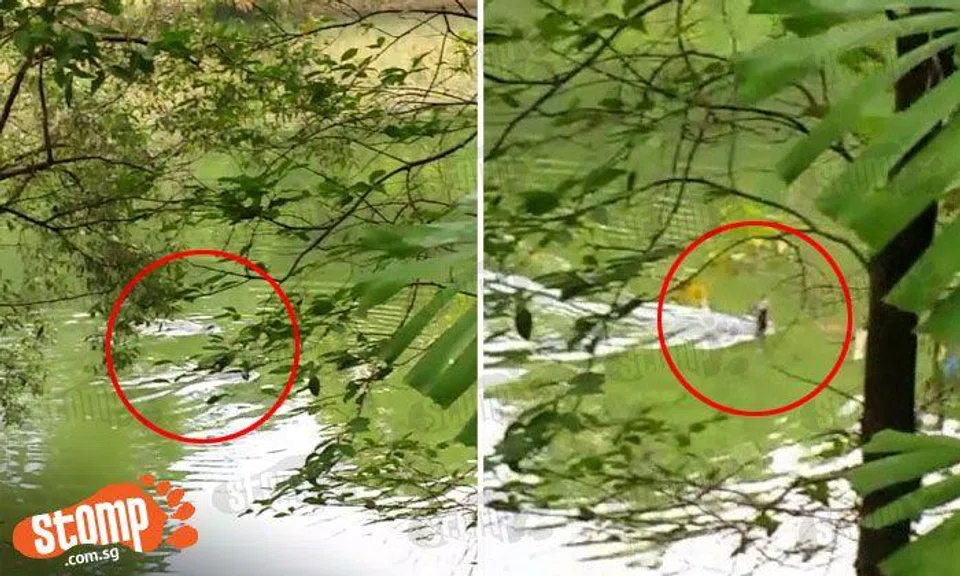 These critters 'lepaking' at Sembawang River show you how you otter be spending your weekend