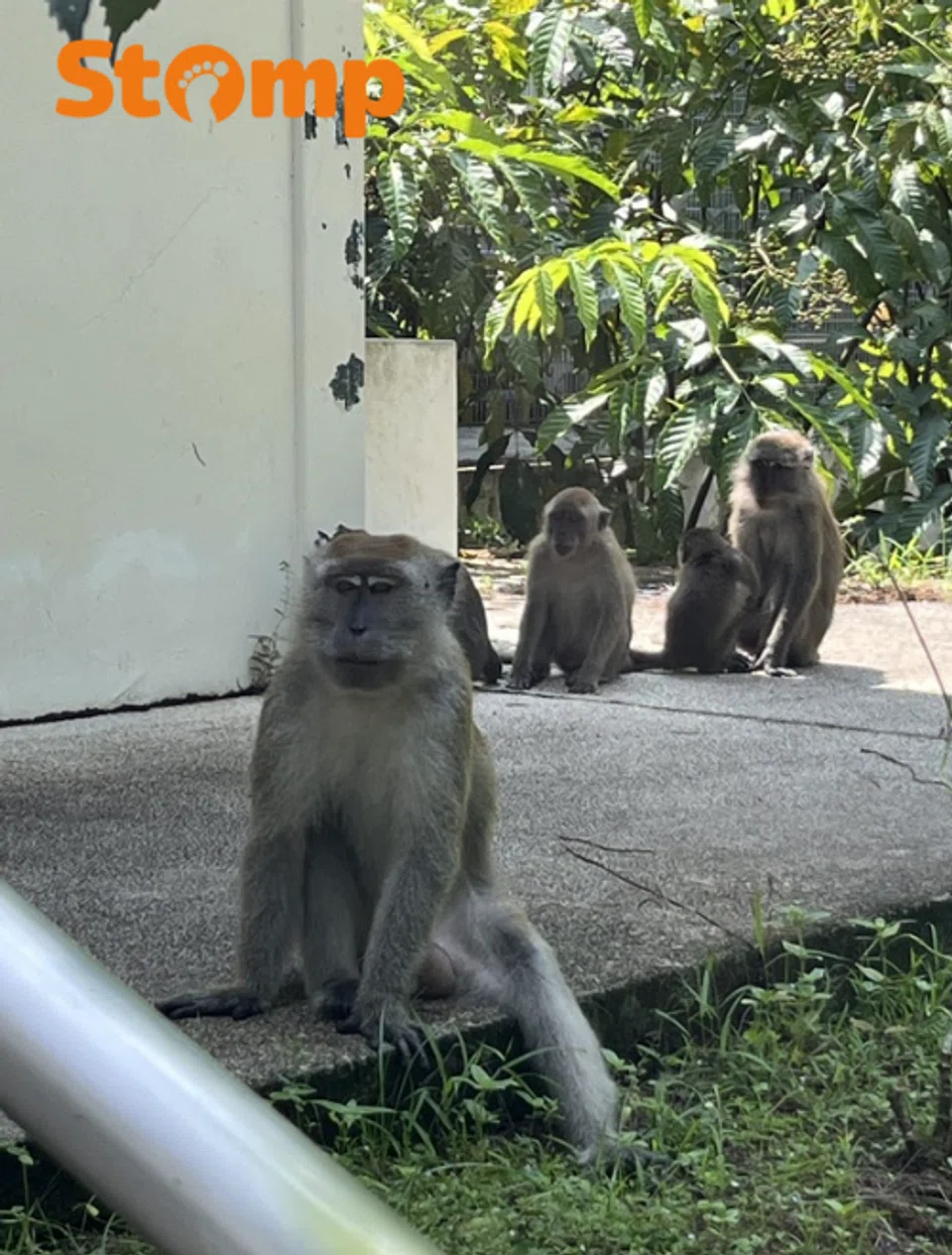 ‘As long as the monkeys need me’: Why this teacher spends her weekends protecting S’pore’s monkeys