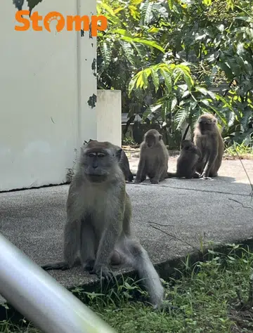 ‘As long as the monkeys need me’: Why this teacher spends her weekends protecting S’pore’s monkeys