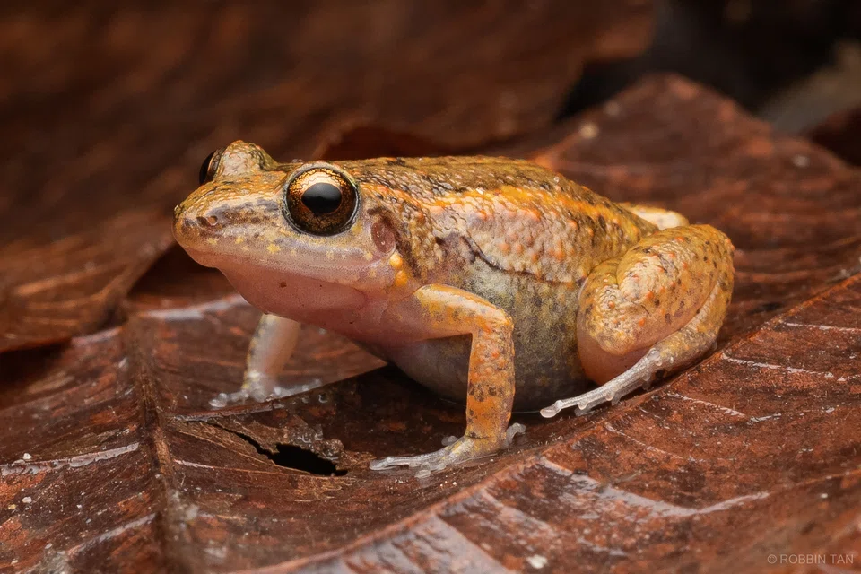 The sighting of the greenhouse frog - its length ranges from about 12mm to 30mm - in Sembawang was first recorded in 2015.