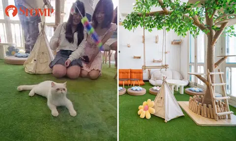 Purr-fect for work and play: New cat-friendly workspace opens near Arab Street