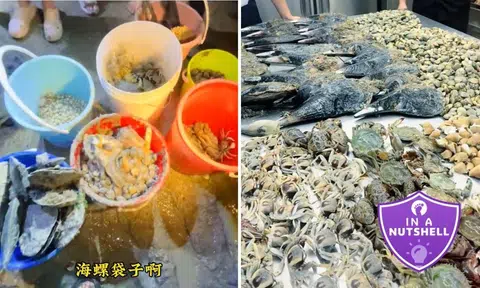 gan hai intertidal foraging seafood viral trend