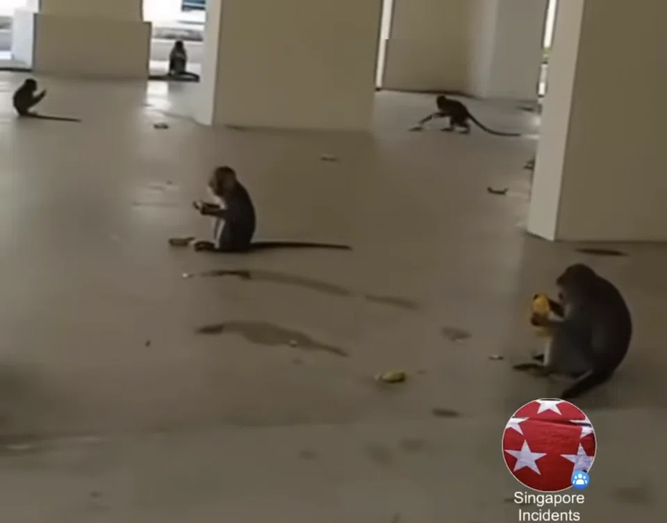 Monkeys were seen at the void deck of 369 Woodlands Ave 1.