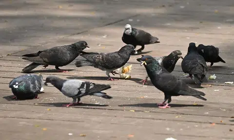 Bird netting to prevent pigeons on air-con ledges to be trialled at 2 HDB blocks