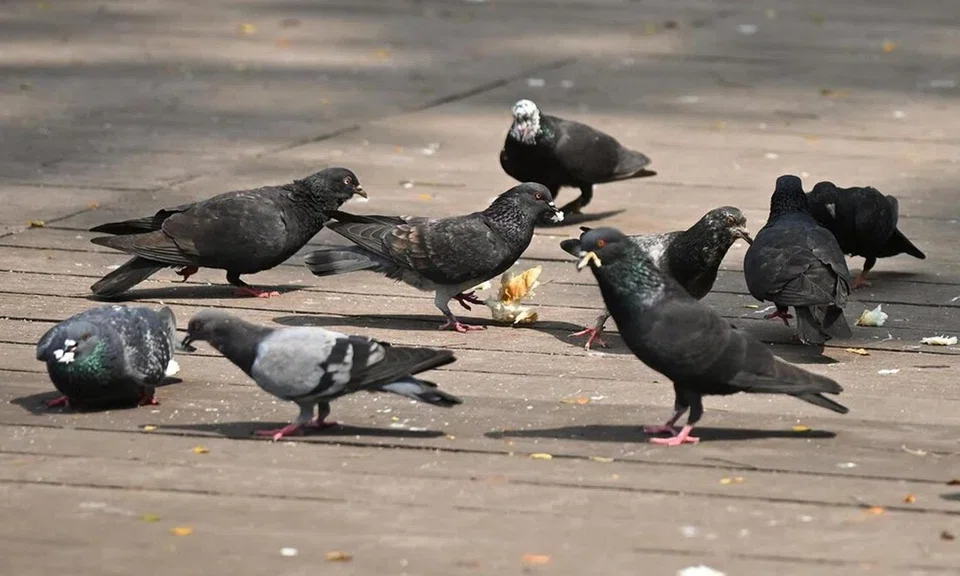 The bird netting will be trialled at one stack of 15 flats in Punggol and another stack of 20 flats in Toa Payoh.