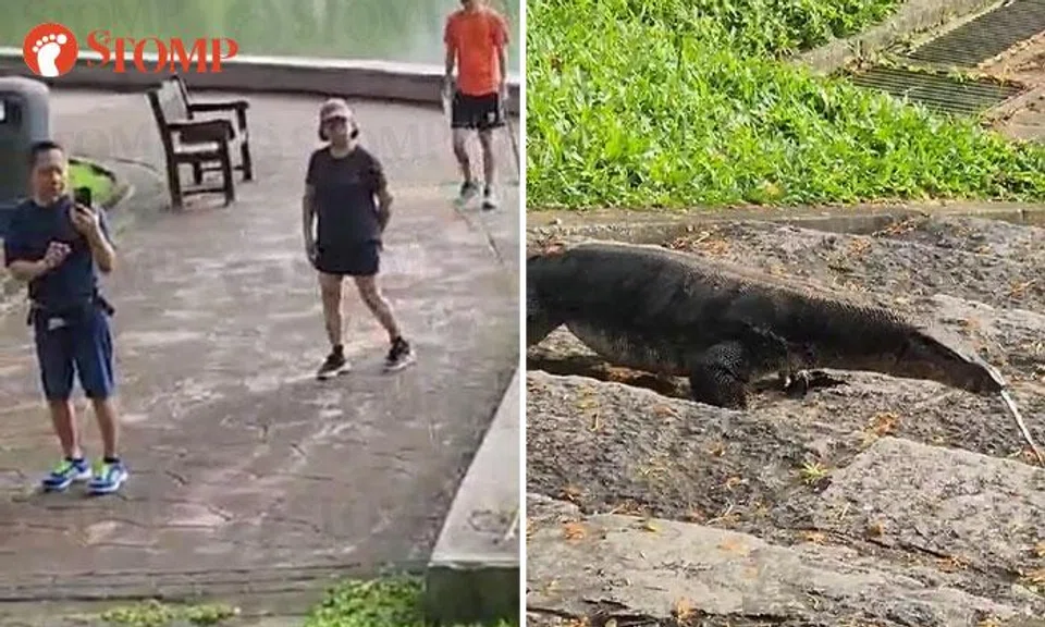 monitor lizard punggol park