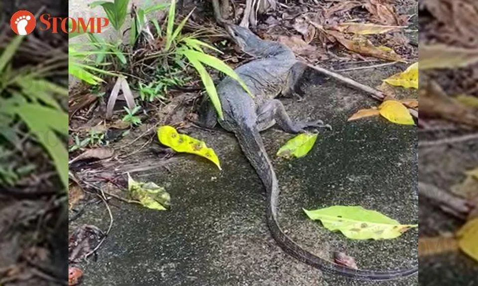 This monitor lizard is so still that you might miss it on Sungei Kadut pavement
