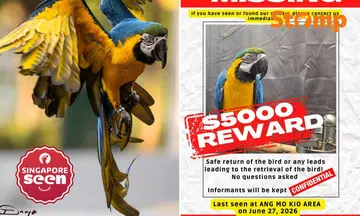 Owner offering $5,000 for pet macaw that got chased by eagle and was last seen in Ang Mo Kio