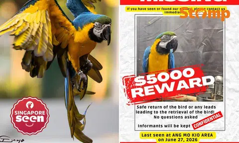 Owner offering $5,000 for pet macaw that got chased by eagle and was last seen in Ang Mo Kio
